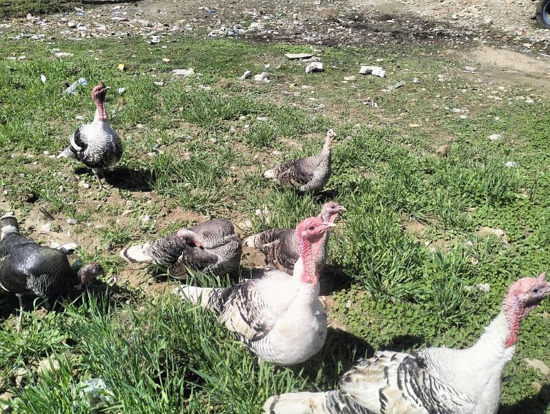 Turkey Pairs for sale 6