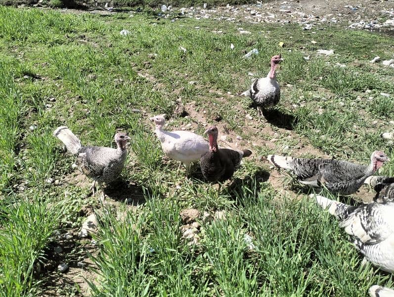 Turkey Pairs for sale 7