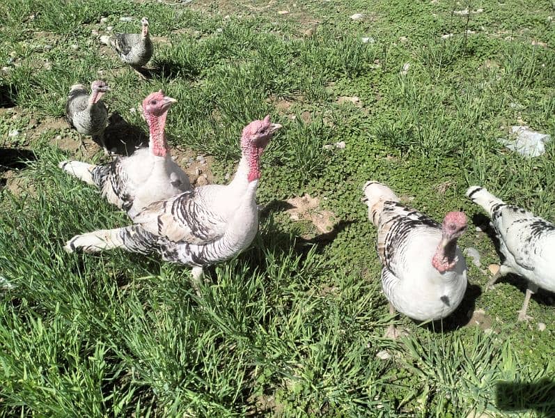 Turkey Pairs for sale 8