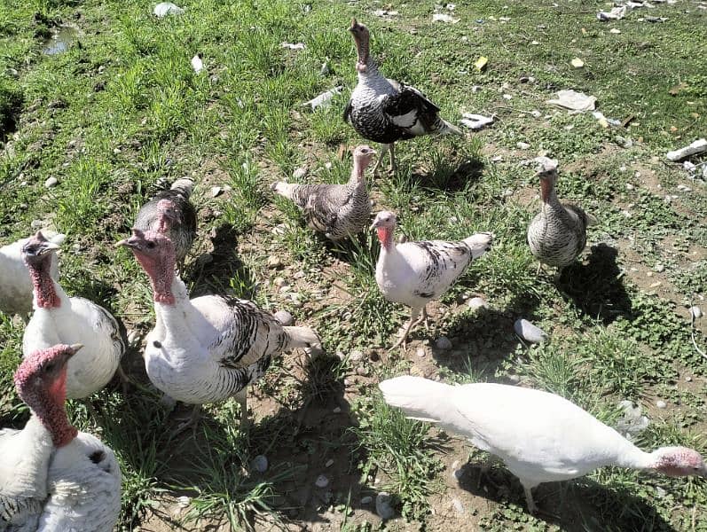 Turkey Pairs for sale 9