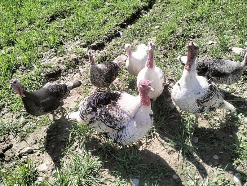 Turkey Pairs for sale 10