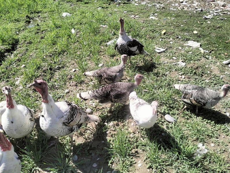 Turkey Pairs for sale 11