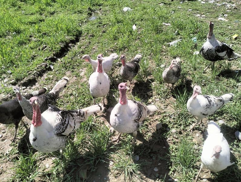 Turkey Pairs for sale 12