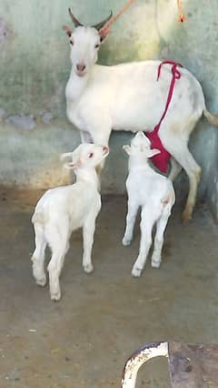 Beautiful Tadi Goat with two Male kids