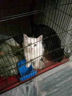 5 months old cats black male white female with cage