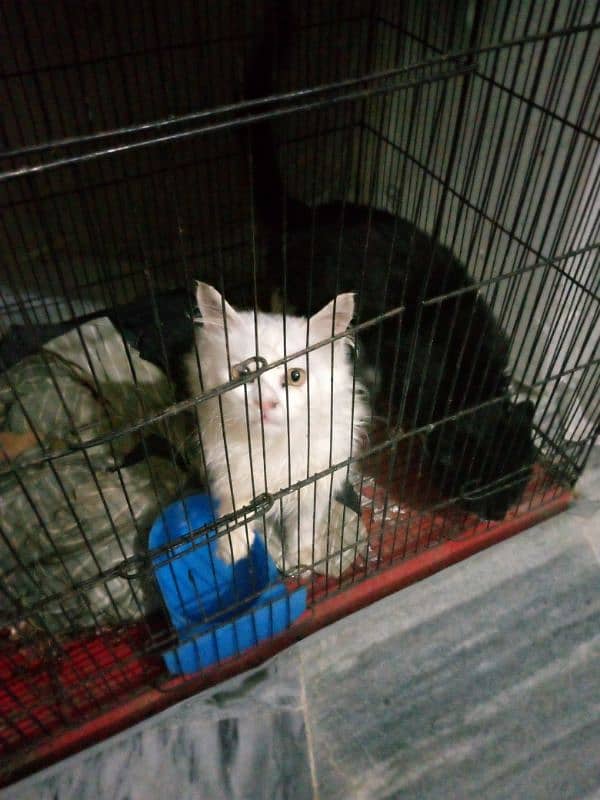 5 year's old cats black male white female with cage 0