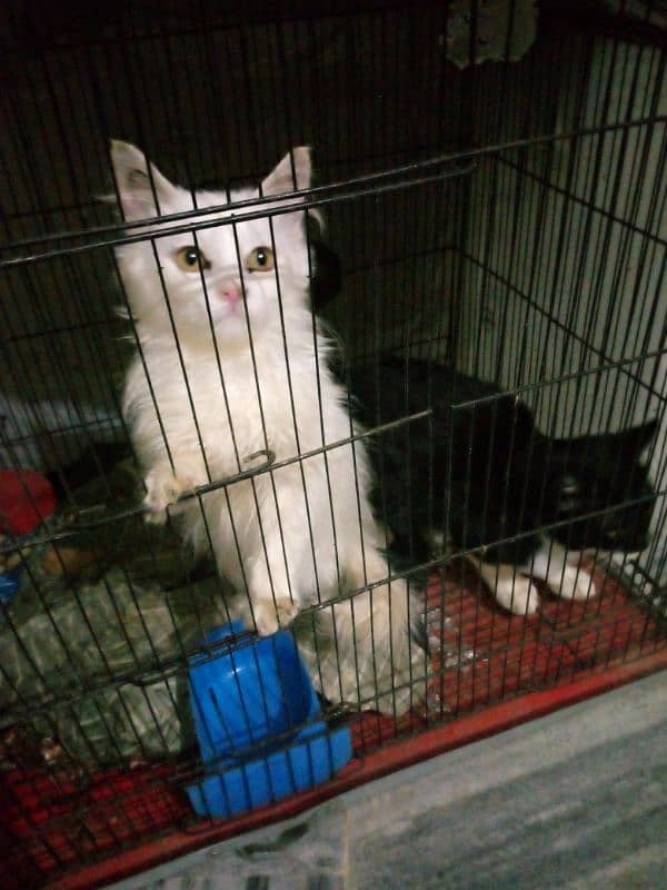 5 year's old cats black male white female with cage 2