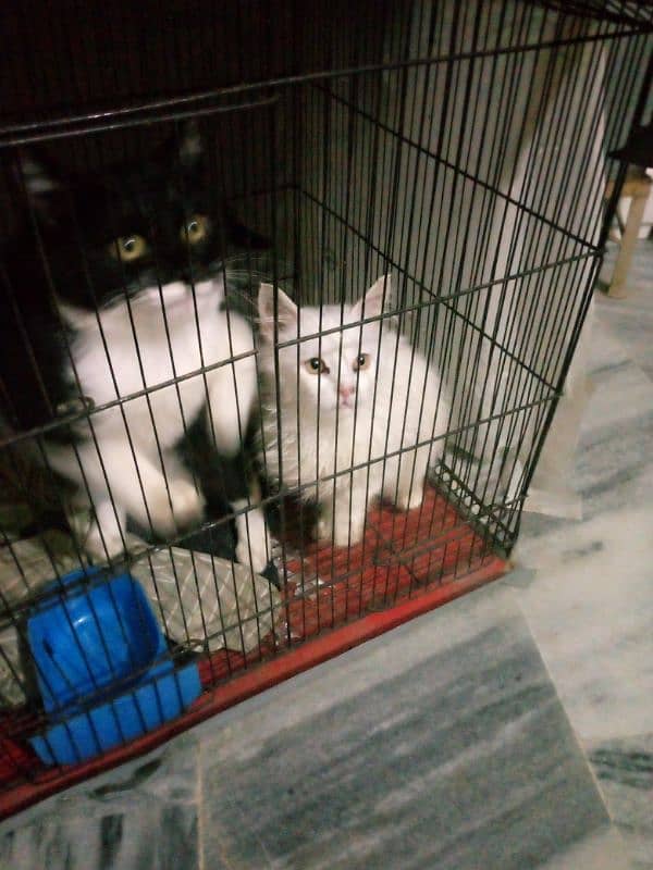 5 year's old cats black male white female with cage 3