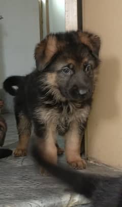 German Shepherd