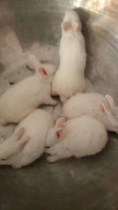 rabbit baby for sale