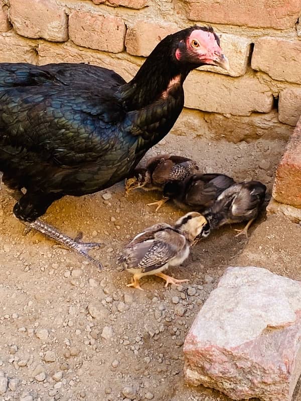 Pure Mianwali Aseel Chicks Available 1