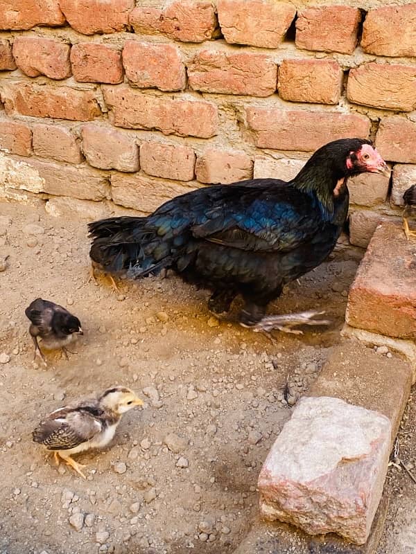 Pure Mianwali Aseel Chicks Available 2