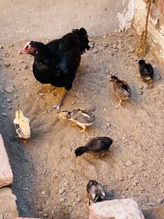 Pure Mianwali Aseel Chicks Available for sale