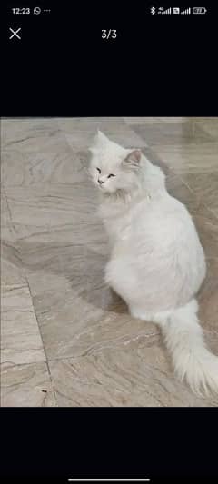 a beautiful cat is available for sale