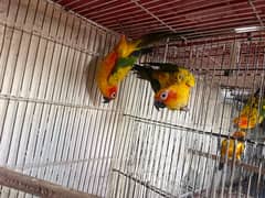 Sun conure parrot pair