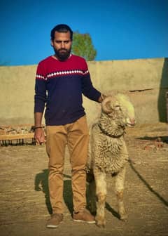 Gulabi Mundra Breeder quality