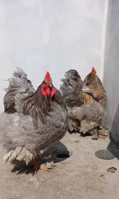 Golden Buff | Blue Buff | Black Buff | White Buff | Chicks  | Breeder