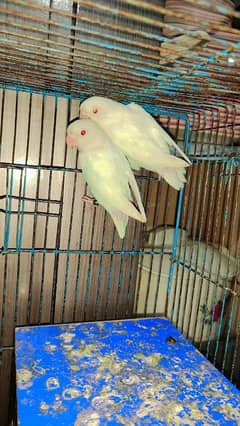 Albino Red eyes Pair.