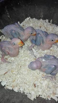 Green Raw/Pahari Parrot Chicks