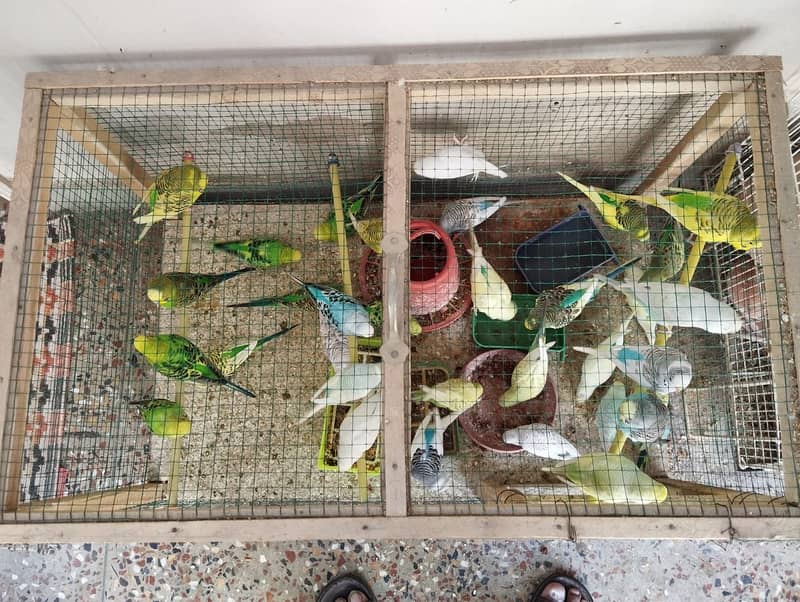 Colorful Range of Multiple Breed of Budgies 0