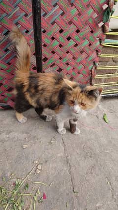 Persian cat