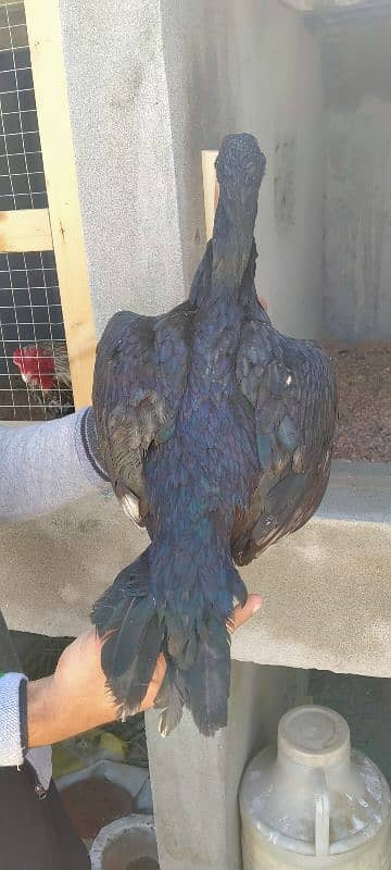 lasani male king size and black hens 8