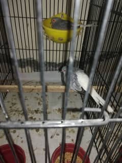 China dove /Available/breeder pairs