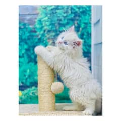 Persian kitten cats