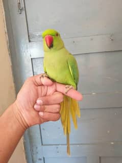 green parrot ring nack hand tame male female dono avillibal ha