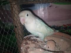 Love Bird Female For Sale in Sargodha