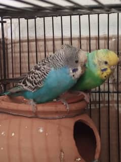 Budgie pair for sale