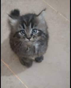 black male & white female kittens pair