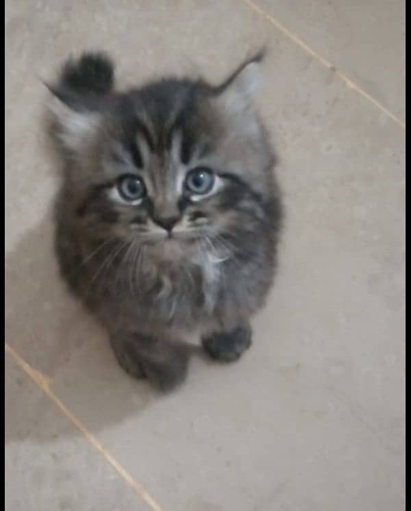 black male & white female kittens pair 0