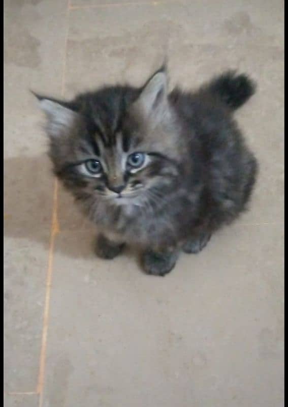 black male & white female kittens pair 1