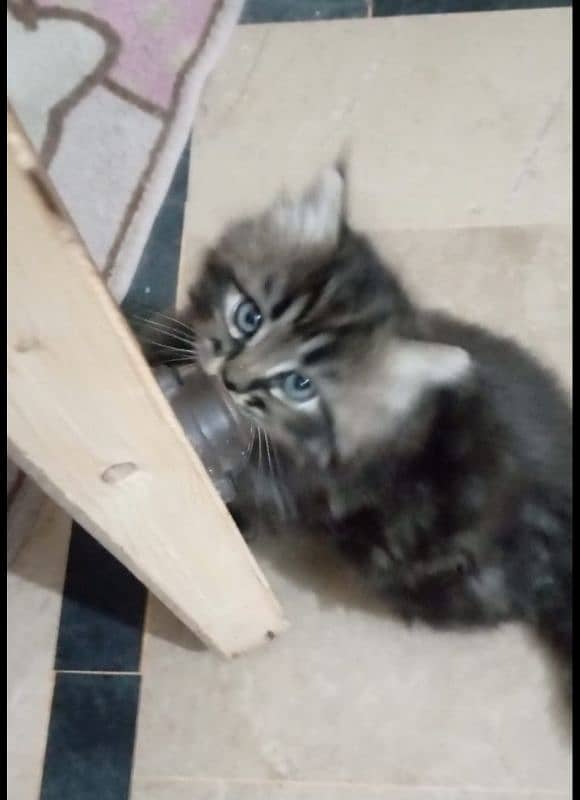 black male & white female kittens pair 2