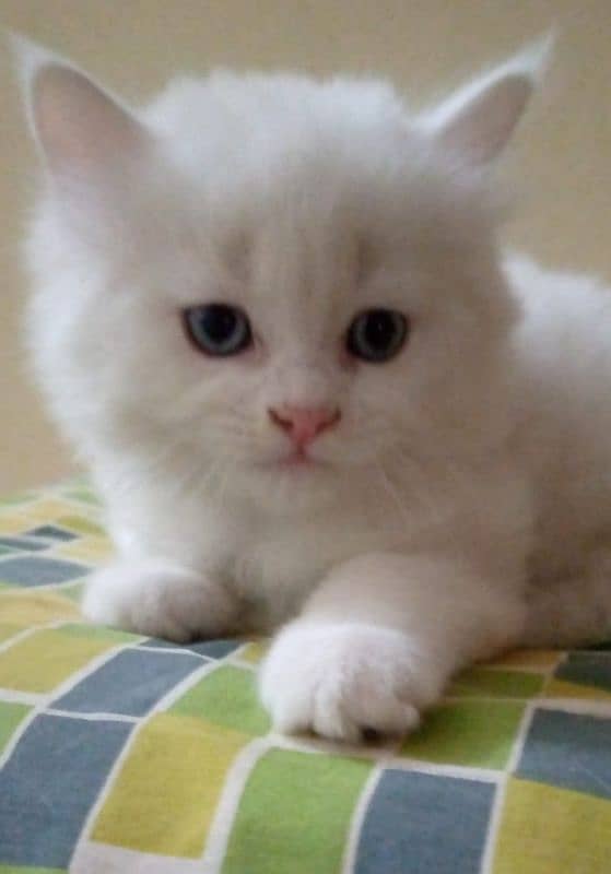 black male & white female kittens pair 3