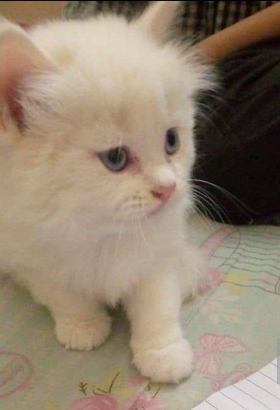 black male & white female kittens pair 4