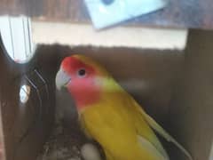 Bleeder Peach lovebirds Pair for Sale