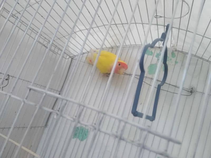 Bleeder Peach lovebirds Pair for Sale 1