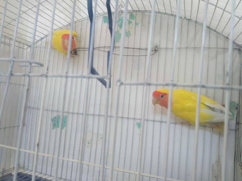 Bleeder Peach lovebirds Pair for Sale 2