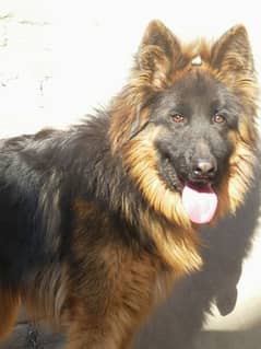 German Shepherd Double Coat 1 year old