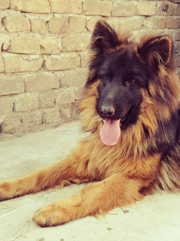 German Shepherd Double Coat 1 year old 1