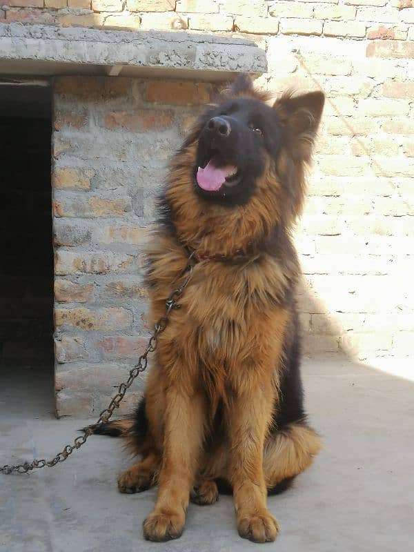 German Shepherd Double Coat 1 year old 2