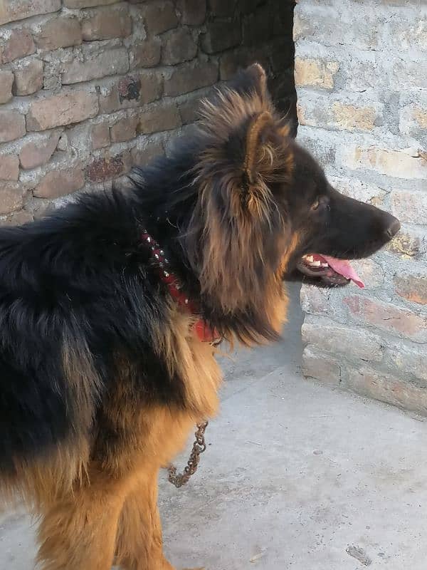 German Shepherd Double Coat 1 year old 3