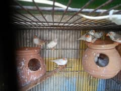 finches 900 pair