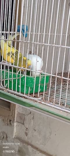 Australian breeder pair