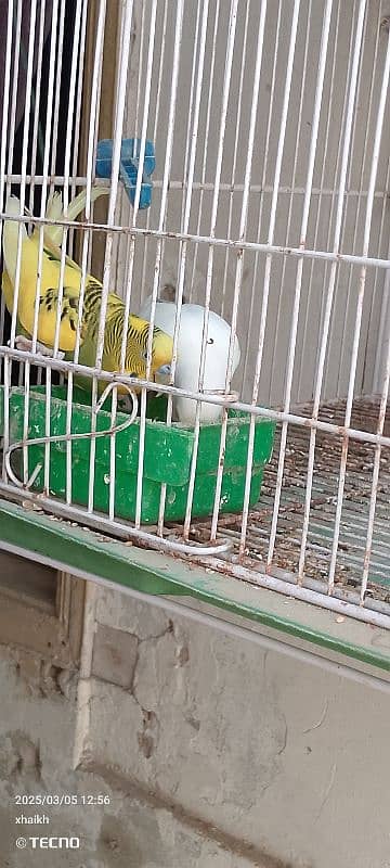 Australian breeder pair 0