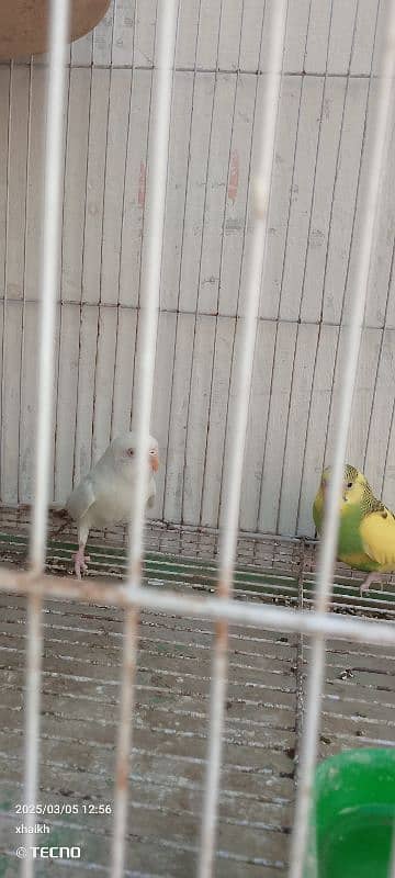 Australian breeder pair 2