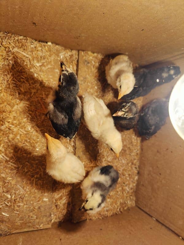 Burmi Thai, Pokoye Thai, Vietnam Thai chicks available 9