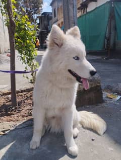 Siberian husky male Blue eyes puppy snow white